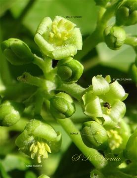  Male and Female flowers